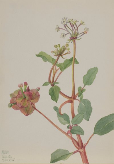 بدون عنوان (Tripterocalyx pedunculatus) بواسطة ماري فو والكوت