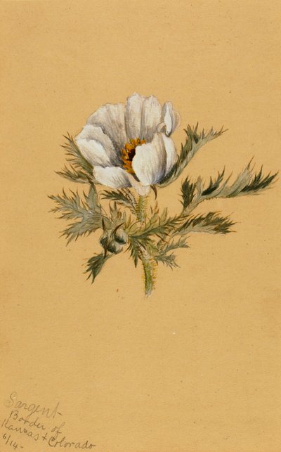 دراسة زهرة بلا عنوان ، 1883. بواسطة ماري فو والكوت