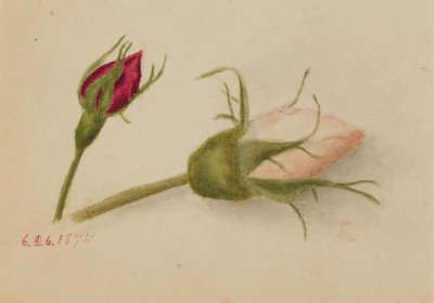 براعم الورد بلا عنوان ، 1874. بواسطة ماري فو والكوت