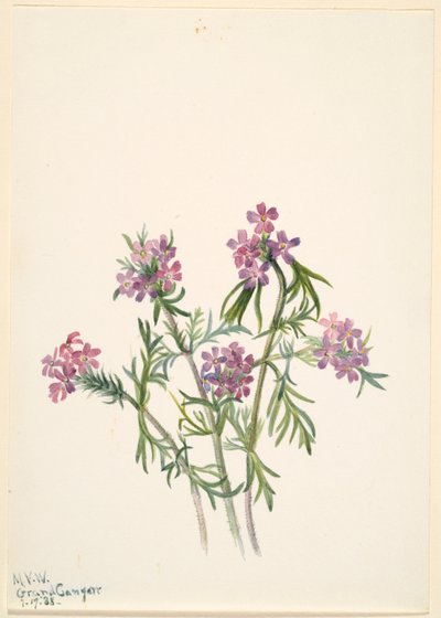 رعي الحمام (رعي الحمام (Verbena wrightii)) بواسطة ماري فو والكوت