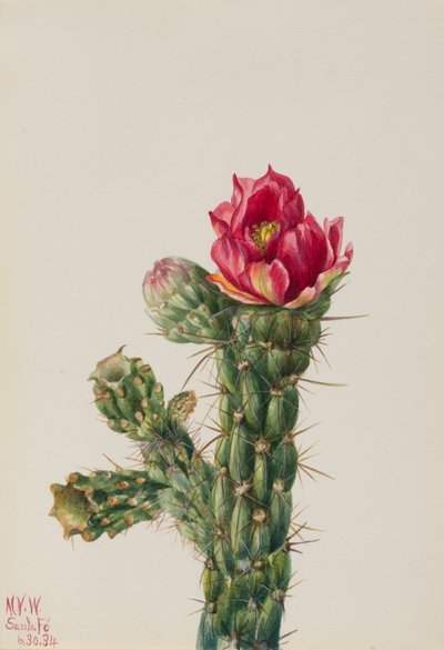 تشولا عصا المشي (Opuntia imbricata) بواسطة ماري فو والكوت