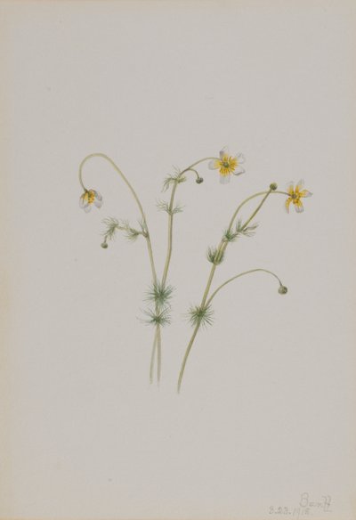 حشيشة الغراب المائية (Batrachium trichophyllum) بواسطة Mary Vaux Walcott
