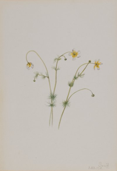 الحشرة المائية Batrachium trichophyllum ، 1918. بواسطة ماري فو والكوت