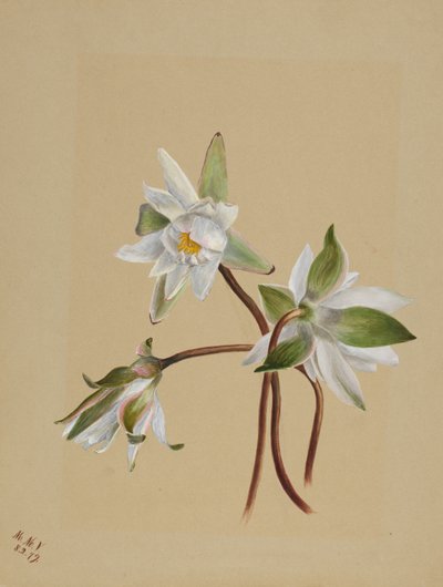 زنابق الماء (Castalia odorata) بواسطة ماري فو والكوت
