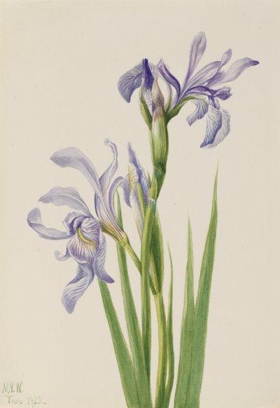العلم الأزرق الغربي Iris Missouriensis ، 1933. بواسطة ماري فو والكوت