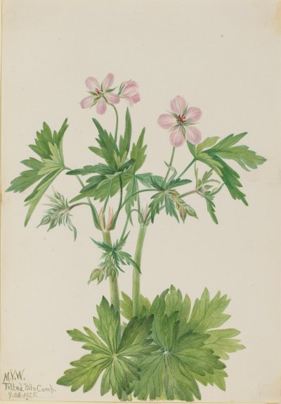 كرانسبيل الغربي (Geranium viscosississimum) بواسطة ماري فو والكوت