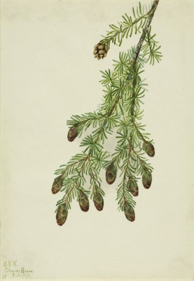 الشوكران الغربي Tsuga heterophylla ، 1923. بواسطة ماري فو والكوت