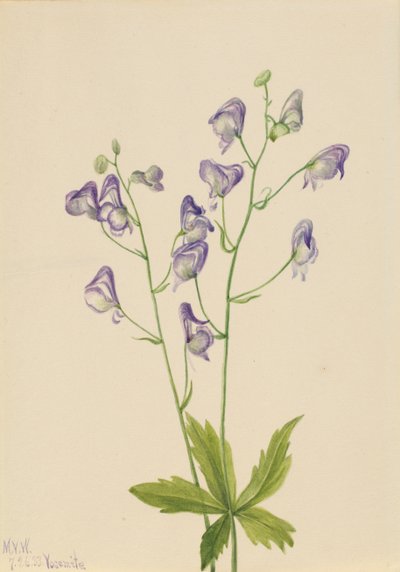 الغرب Monkshood Aconitum columbianum ، 1933. بواسطة ماري فو والكوت