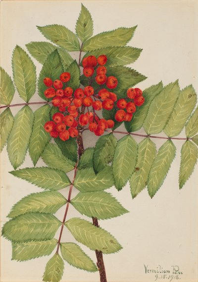 الجبل الغربي Ash Sorbus sambucifolia ، 1918. بواسطة ماري فو والكوت