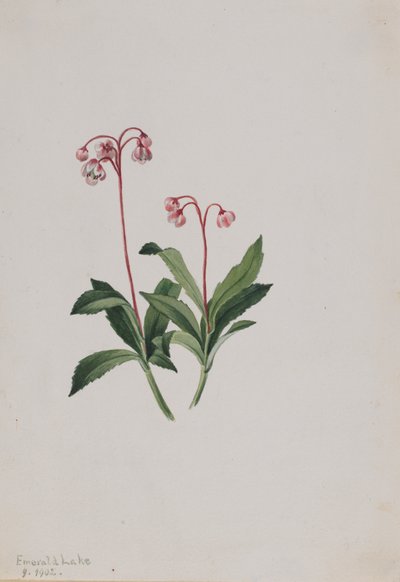 بيبسيوا الغربية Chimaphila umbellata ، 1902. بواسطة ماري فو والكوت