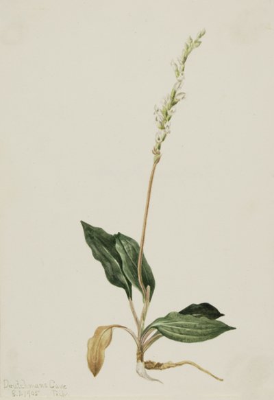 أفعى الجرسية الغربية Peranium decipiens ، 1905. بواسطة ماري فو والكوت