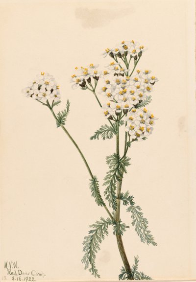 اليارو الغربي (Achillea lanulosa) بواسطة ماري فو والكوت