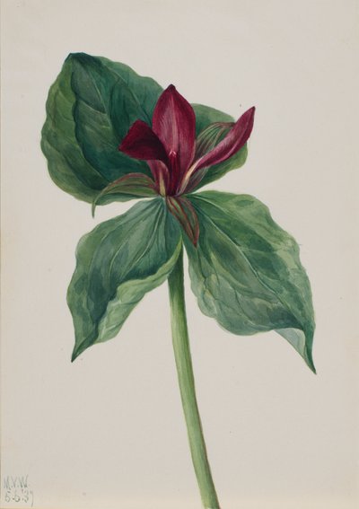 Whippoorwill Flower Trillium H. ، 1937. بواسطة ماري فو والكوت