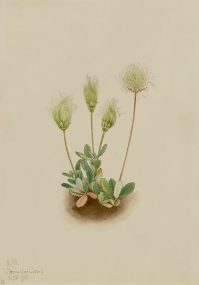 White Dryad Dryas octopetala ، 1920. بواسطة ماري فو والكوت