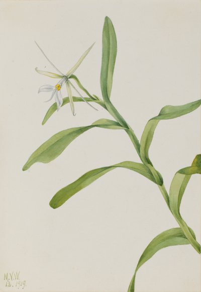 الإيبيدندروم الأبيض (Epidendrum nocturnum) بواسطة ماري فو والكوت