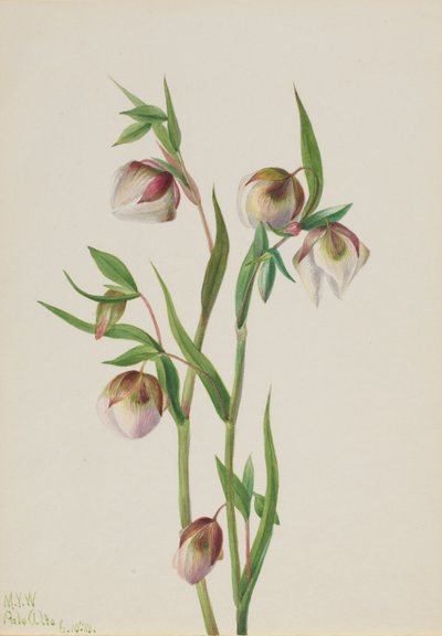 الفانوس الأبيض الجني Calochortus albus ، 1933. بواسطة ماري فو والكوت