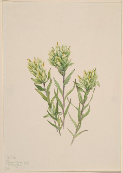 فرشاة الطلاء الهندية البيضاء (Castilleja occidentalis) بواسطة ماري فو والكوت