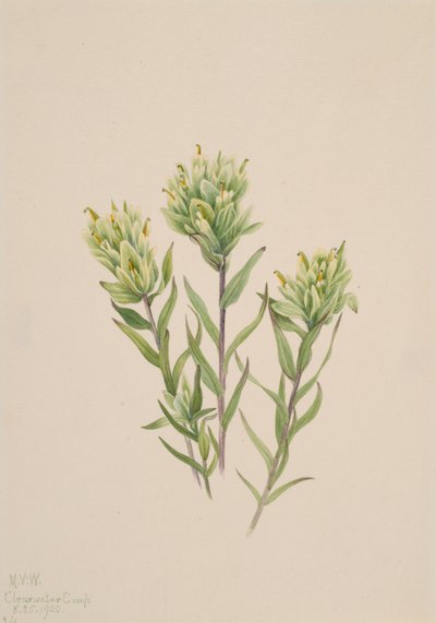 فرشاة الرسم الهندية البيضاء Castilleja occidentalis ، 1920. بواسطة ماري فو والكوت