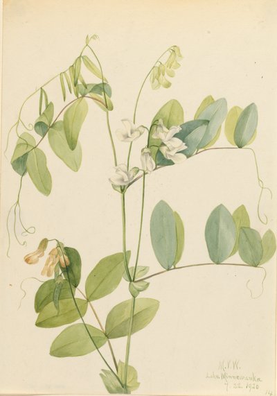البازلاء البيضاء Lathyrus ochroleucus ، 1920. بواسطة ماري فو والكوت