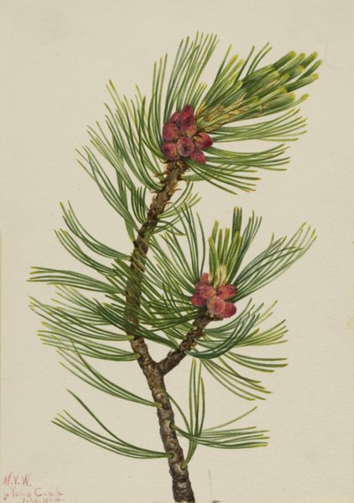 Whitebark Pine Pinus albicaulis ، 1924. بواسطة ماري فو والكوت
