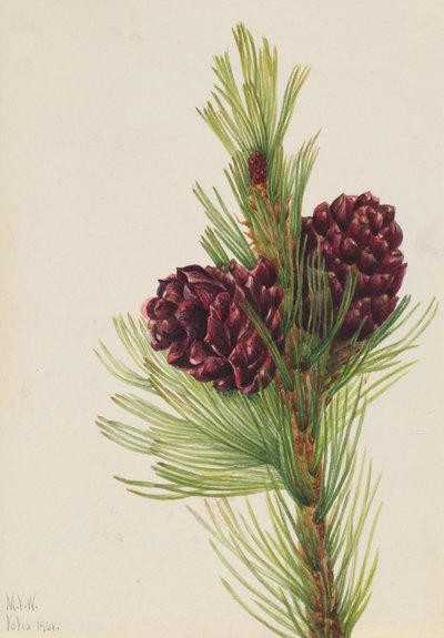 Whitebark الصنوبر Pinus albicaulis ، 1931. بواسطة ماري فو والكوت