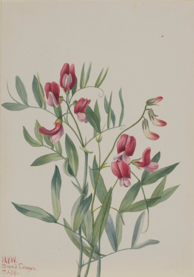 Wild Pea Lathyrus decaphyllus ، 1938. بواسطة ماري فو والكوت