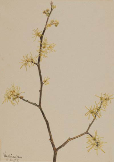 Witch-Hazel Hamamelis virginiana ، 1917. بواسطة ماري فو والكوت