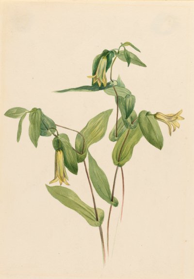 أجراس خشبية Merrybells Uvularia perfoliata ، بدون تاريخ بواسطة ماري فو والكوت