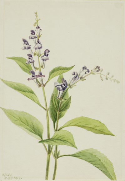 قلنسوة الخشب (Scutellaria serrata) بواسطة ماري فو والكوت