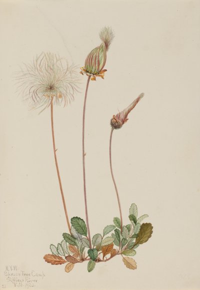 درياد الفاكهة الصفراء Dryas drummondii ، 1920. بواسطة ماري فو والكوت