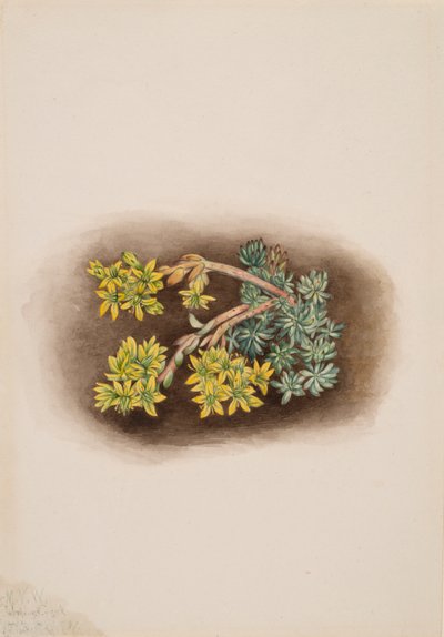 Stonecrop Yellow Sedum stenopetalum ، 1922. بواسطة ماري فو والكوت
