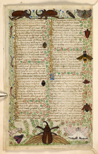 يضيف. 28841، f.4v: العث والخنافس القرنية ، من رسالة في الفضائل والرذائل ، وتاريخ نثر مجهول لصقلية (جزء) ، حوالي 1330-40 (ورق) بواسطة ماجستير في الدستور الغذائي Cocharelli