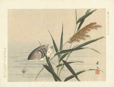 البط الغطس في القصب رسومات الزهور والطيور من Keibun- الجزء الثالث (عنوان السلسلة) Keibun kacho gafu kohen (عنوان السلسلة على الكائن) بواسطة ماتسومورا كيبون