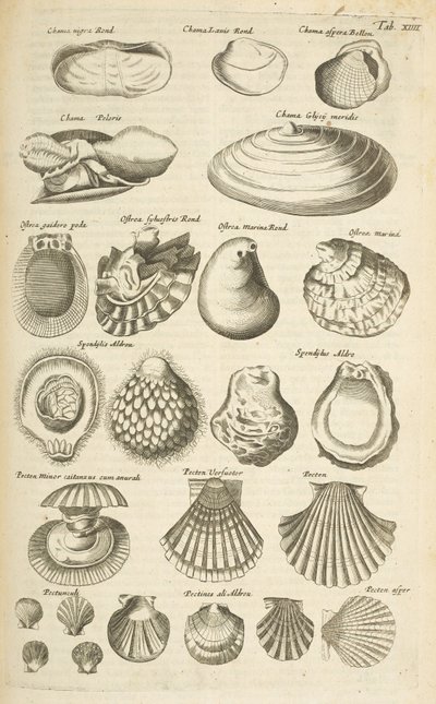 علامة التبويب الرابع عشر ، قذائف مختلفة ، رسم توضيحي من "Historiæ naturalus de quadrupetibus" بواسطة Mattaus the Younger Merian