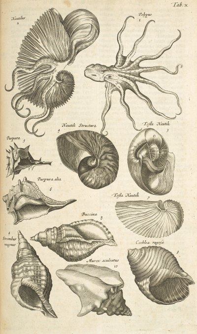 علامة التبويب X ، قذائف الأخطبوط و Nautilus ، رسم توضيحي من "Historiæ naturalus de quadrupetibus" بواسطة Mattaus the Younger Merian