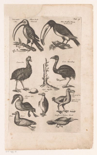 Toekans en andere vogels التاريخ الطبيعي للطيور ، الكتاب 6 ج.جونستون (عنوان السلسلة) بواسطة جون جونستون