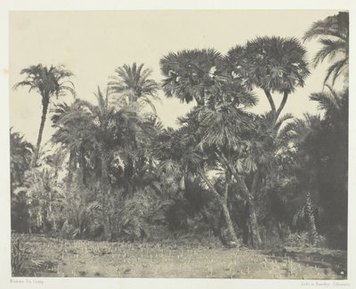 خشب نخيل التمر ونخيل دومز ، صعيد مصر ، 184951 ، طُبع عام 1852. بواسطة ماكسيم دو كامب