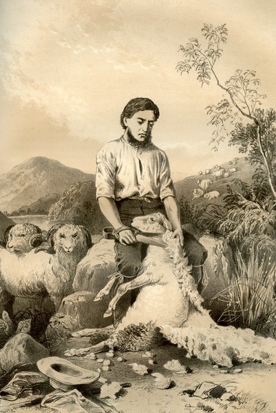 قص الأغنام ، 1879 بواسطة ماكفارلين وإرسكين