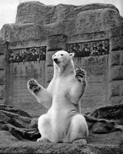دب قطبي على شرفة مابين في حديقة حيوان لندن ، 1926-1927 بواسطة ماكليش