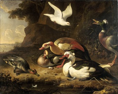 البط بواسطة Melchior d'Hondecoeter