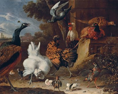 دجاجة ، دجاج ، فراخ ، حجل ، دراج ، طاووس ، حمامة بجدار في حديقة قصر بواسطة Melchior de Hondecoeter