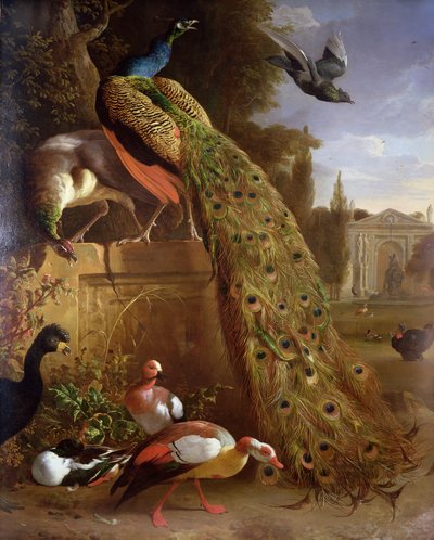 الطاووس والطاووس على قاعدة ، مع البط والطيور الأخرى في الحديقة بواسطة Melchior de Hondecoeter