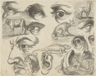 ورقة دراسة مع أمثلة للرسم: عيون ورؤوس وحيوانات أمثلة الرسم (عنوان السلسلة) بواسطة أدريان كوليرت