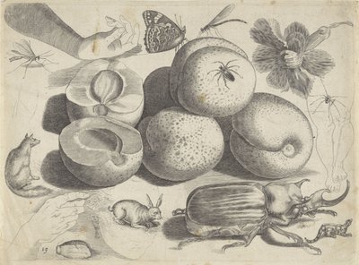 ورقة دراسة مع أمثلة للرسم: أمثلة على رسم فواكه ، حيوانات ، حشرات وأيدي (عنوان السلسلة) بواسطة أدريان كوليرت
