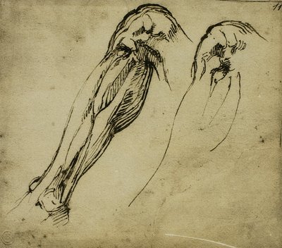 دراسات تشريحية للساق ، رسم مايكل أنجلو. كاسا بوناروتي ، فلورنسا بواسطة مايكل أنجلو بوناروتي