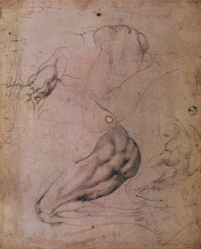 سقف كنيسة سيستين (1508-12): رسومات تخطيطية لشكل حواء من مشهد الخطيئة الأصلية (فحم على ورق) بواسطة مايكل أنجلو بوناروتي