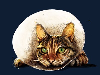 احصل على Well Cat في منتصف الليل الأزرق ، 2020 بواسطة مايك ديفيس