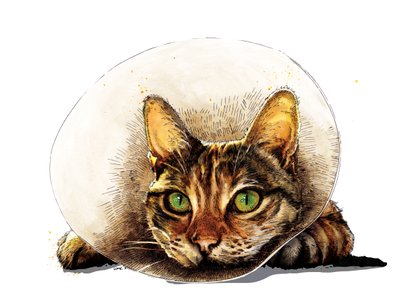 Get Well Cat on White ، 2020 بواسطة مايك ديفيس