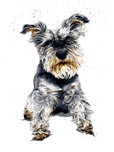 أولي The Schnauzer on White ، 2019 بواسطة مايك ديفيس