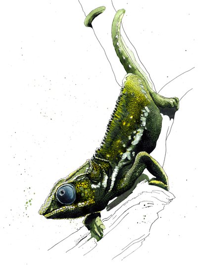 The Chameleon on White ، 2019 بواسطة مايك ديفيس